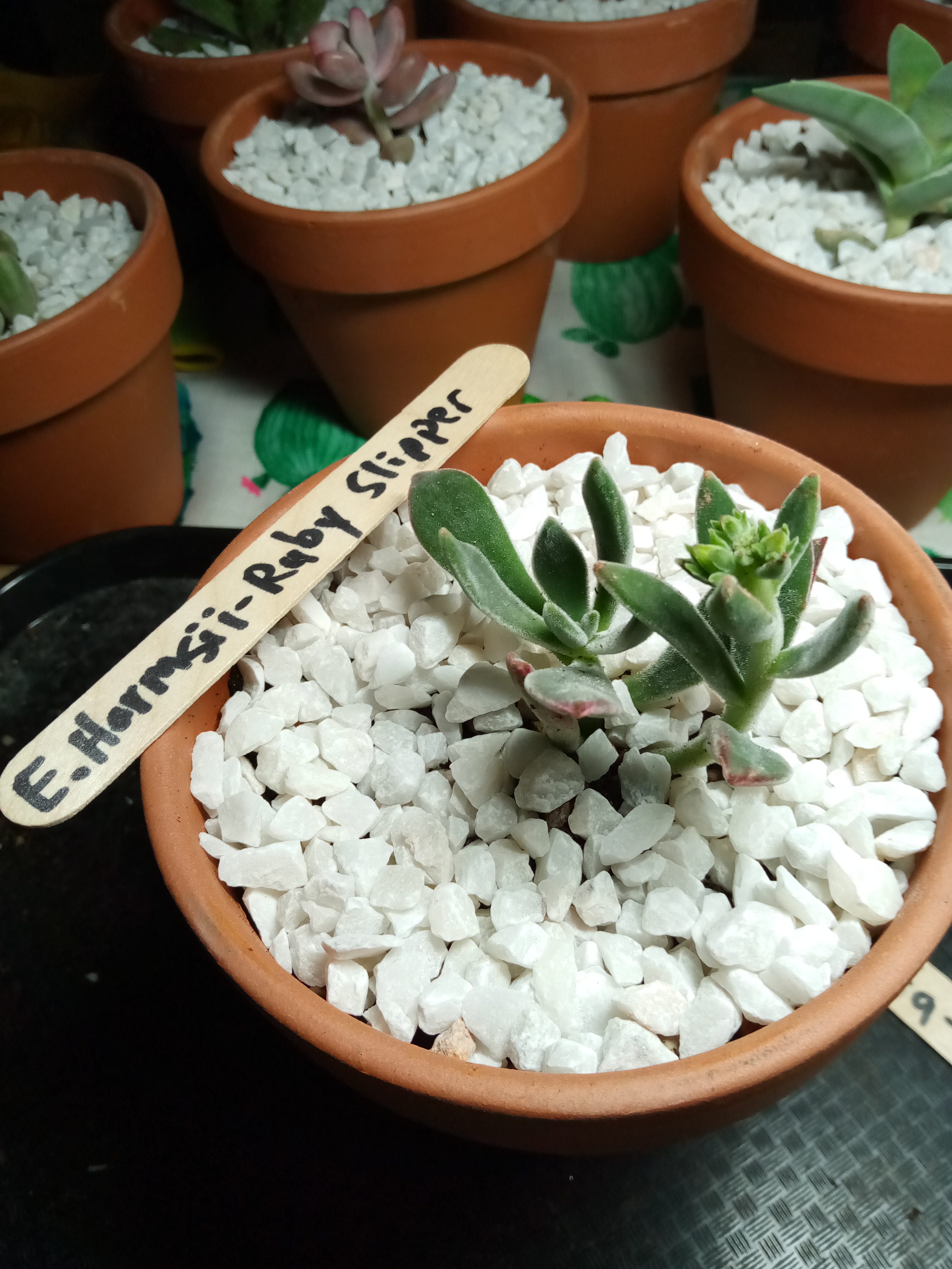 Echeveria Harmsii - Ruby Slipper.jpg